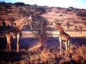 Afrc 00 299 Girafes 